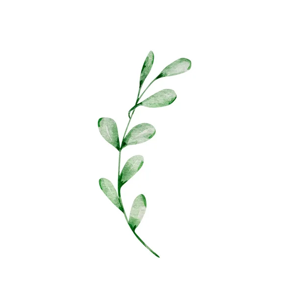 Beyaz Arka Planda Yaprakları Izole Edilmiş Kış Yeşillik Dalının Suluboya — Stok fotoğraf
