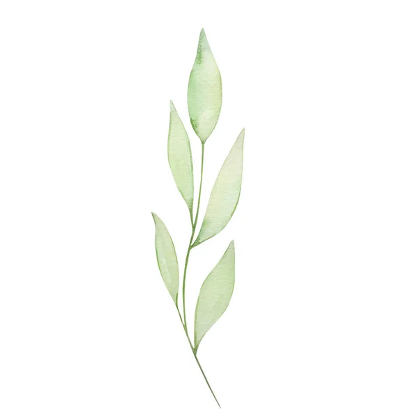 Гілка Акварелі Зеленим Листям — стокове фото