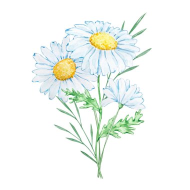 Bouquet of watercolor daisies and green branches for invitation design