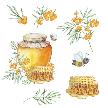 Suluboya bal seti, bal kavanozu, arılar ve beyaz arka planda deniz dikenleri
