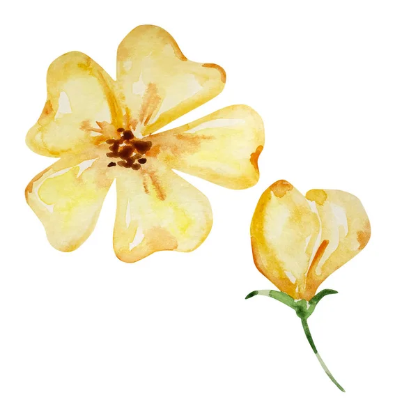 Conjunto Mel Aquarela Flor Amarela Botão Isolado Fundo Branco — Fotografia de Stock