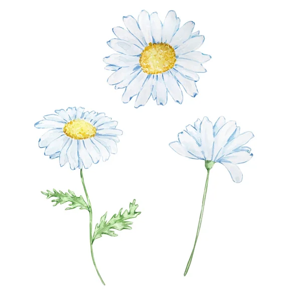 Watercolor Honey Set Camomile Isolated White Background — Fotografia de Stock