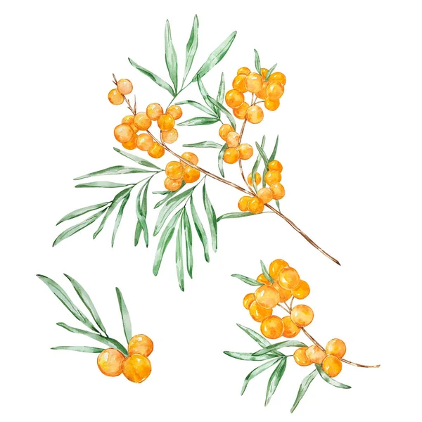 Watercolor Honey Set Sea Buckthorn Branch Isolated White Background — 图库照片