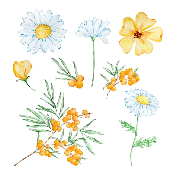 Watercolor Honey Set Sea Buckthorn Branch Chamomile Yellow Flowers White — 스톡 사진