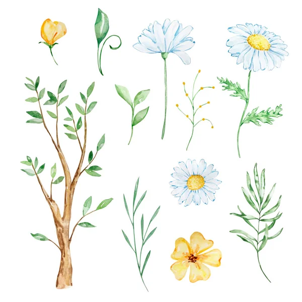 Akvarell Méz Készlet Faág Virágok Levelek Fehér Alapon — Stock Fotó