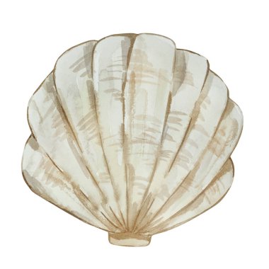 Suluboya gri kabuk, deniz altı yaşam beyaz arka planda izole