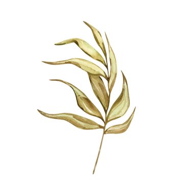 Beyaz zemin üzerinde yaprakları izole suluboya tropikal dal