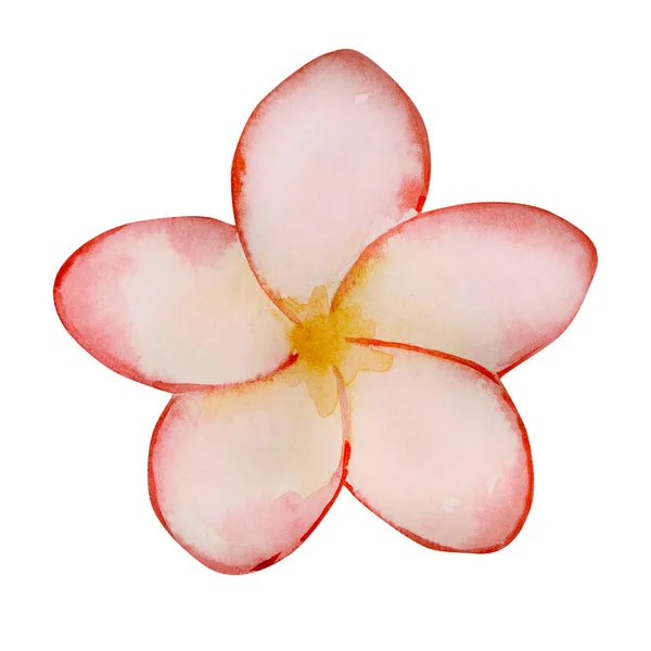 Akvarel Tendr Kvetoucí Tropické Plumeria Květiny Izolované Bílém Pozadí — Stock fotografie