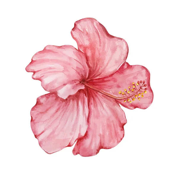 Watercolor Pink Tropical Hibiscus Flower Isolated White Background — Foto de Stock