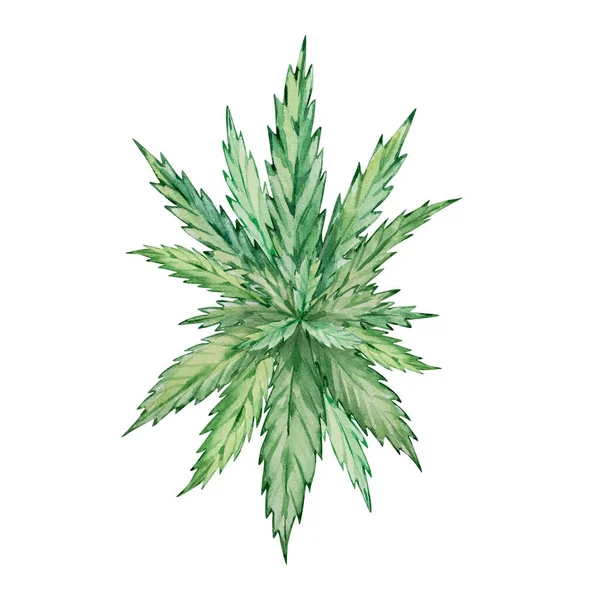 Foglie Cannabis Verde Acquerello Isolate Disegnate Mano — Foto Stock