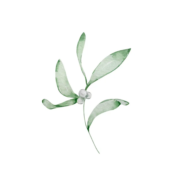 Watercolor winter illustration, winter greenery, mistletoe branch, isolated on white backgroun