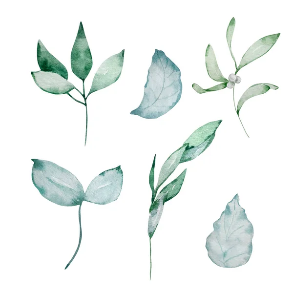 水彩画 绿叶和蓝叶在白色背景上隔离的分枝 — 图库照片