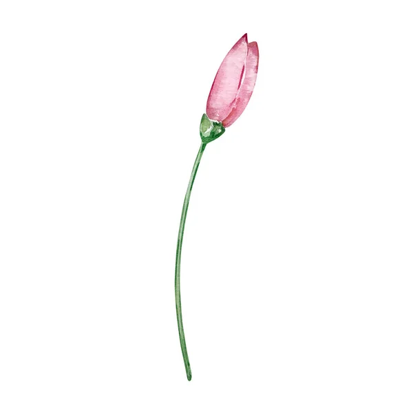 Watercolor Branch Pink Spring Bud Flower — Stock Photo, Image