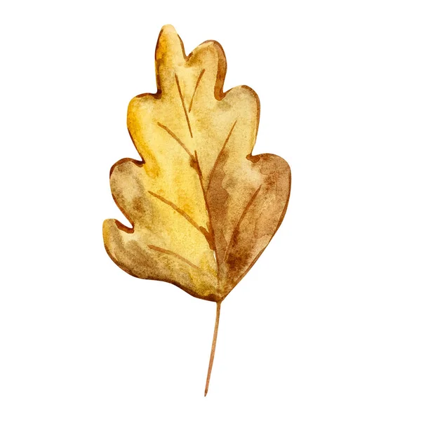 Watercolor Illustration Autumn Oak Leaf Isolated White Background — Stock fotografie