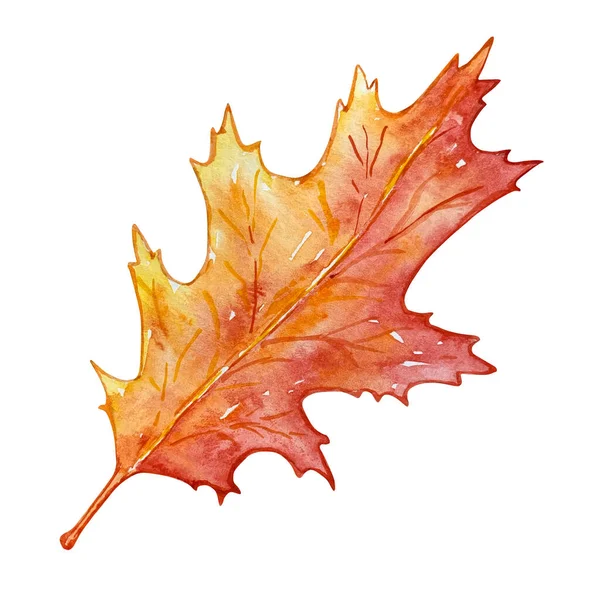 Watercolor Illustration Autumn Leaf Isolated White Background — Stockfoto