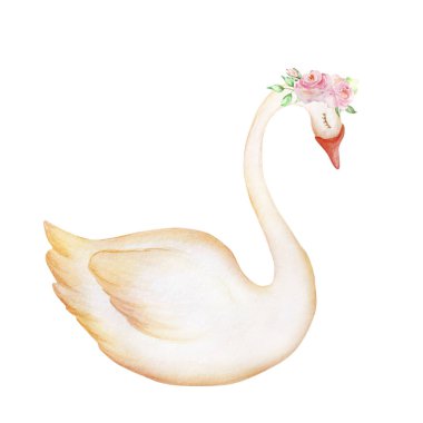 Güllü suluboya beyaz kuğu