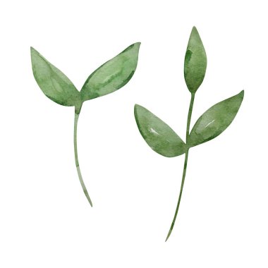 Watercolor set of green branches with leave