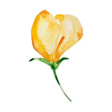 Suluboya sarı çiçek tomurcuğu