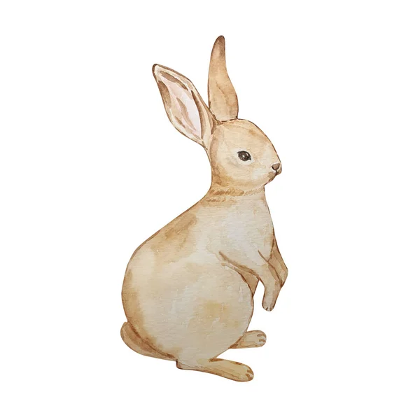 水彩画可爱的褐色复活节兔子 — 图库照片