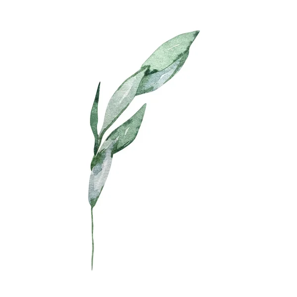 Akvarell Illustration Vinter Grönska Gren Med Gröna Blad Isolerade Vit — Stockfoto