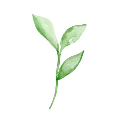 Yaprakları ile suluboya şube