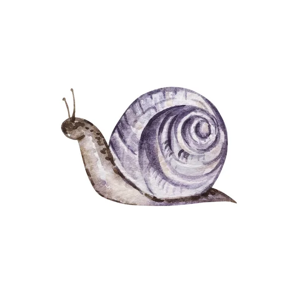 Aquarela Ilustração Jardim Caracol Isolado — Fotografia de Stock