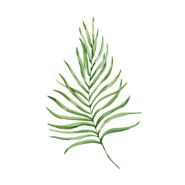 Watercolor Green Tropical Branch Leaves Isolated White Background — Photo