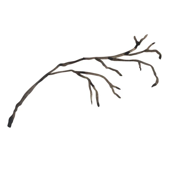 Ilustração Aquarela Ramo Árvore Isolado Fundo Branco — Fotografia de Stock