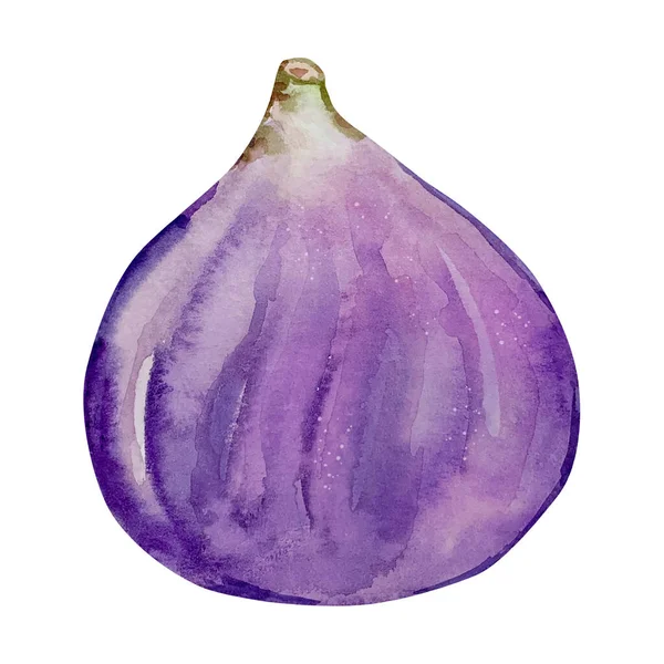 Acquerello Viola Frutta Fico Maturo Isolato — Foto Stock