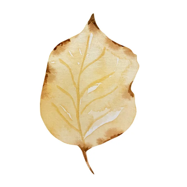 Akwarela Jesień Jasny Żółty Liść Izolowane — Zdjęcie stockowe