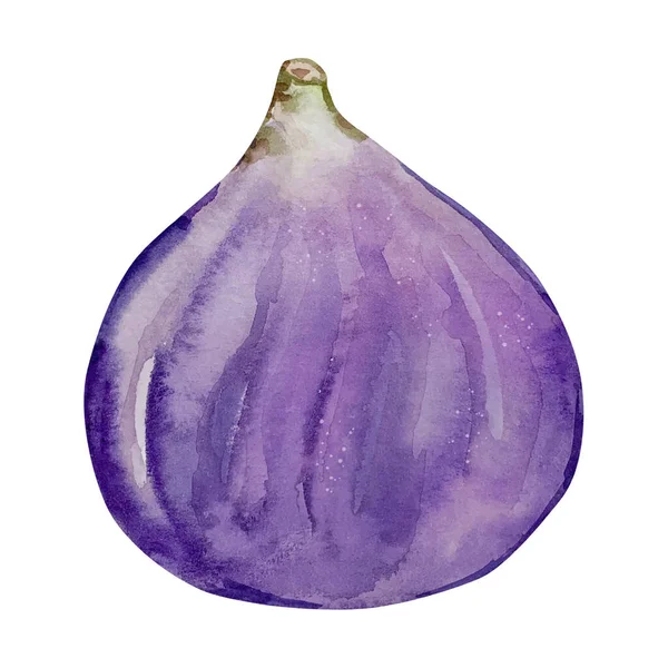 水彩紫色の果実熟したイチジクの分離 — ストック写真