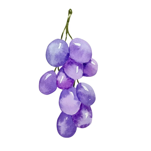 Watercolor Autumn Purple Bunch Grapes Isolated — Stock Photo, Image