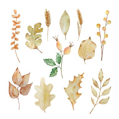 Şükran Günü suluboya elementleri, sonbahar yaprakları ve böğürtlenler