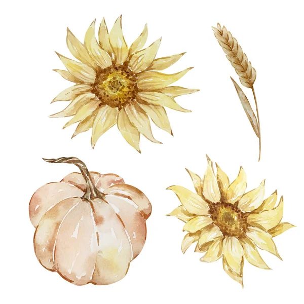 Thanksgiving watercolor elements, pumpkin and sunflowers isolated