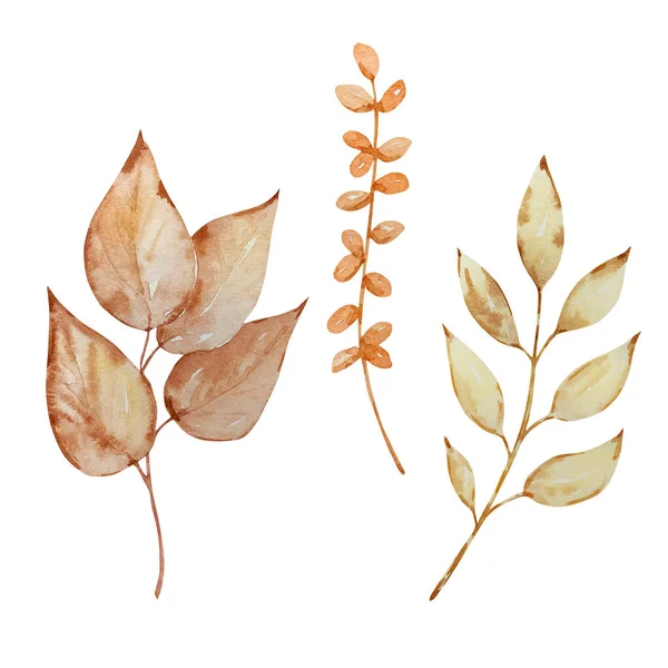 Thanksgiving watercolor elements, autumn branches with leaves isolated