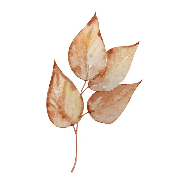 Akvarel Podzimní Větev Suchými Béžovými Listy Izolované — Stock fotografie
