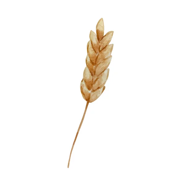 Акварельный Осенний Шип Пшеницы Изолирован — стоковое фото
