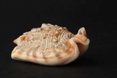 kabuk siyah