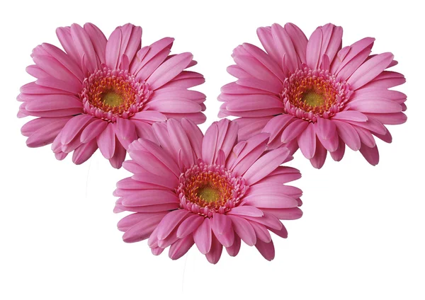 Pembe çiçek