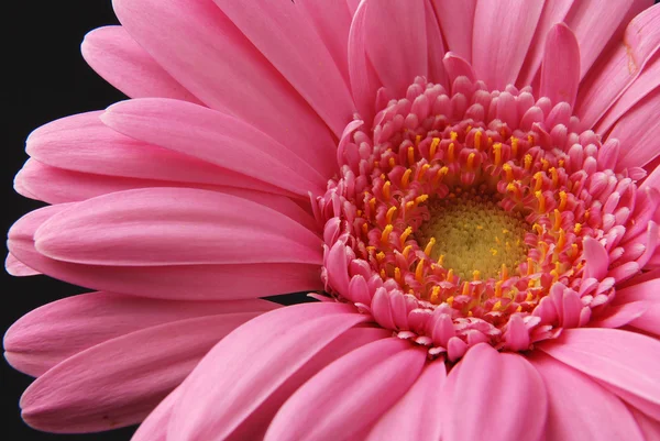 Pembe çiçek