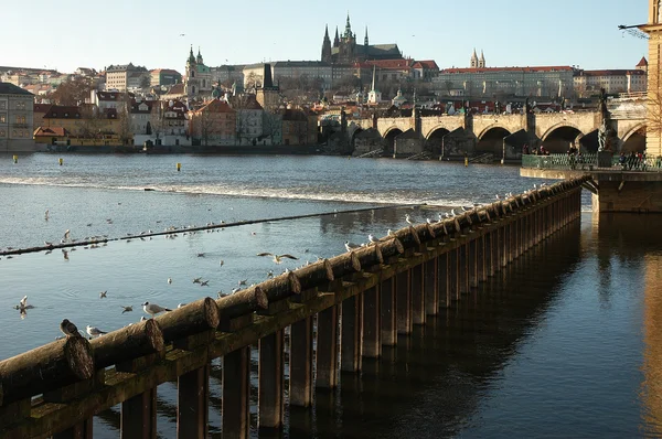 Prag Kalesi ve köprü — Stok fotoğraf