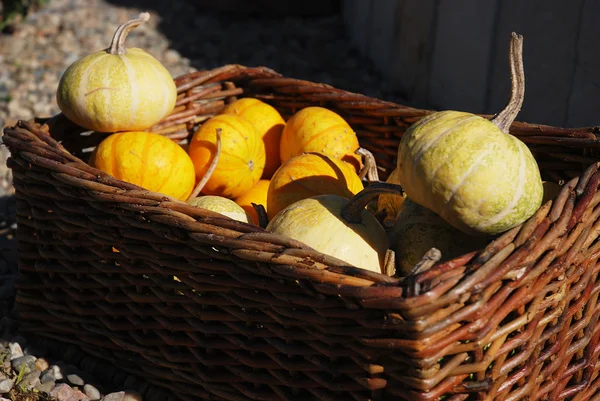 Gemischte Kürbisse — Stockfoto