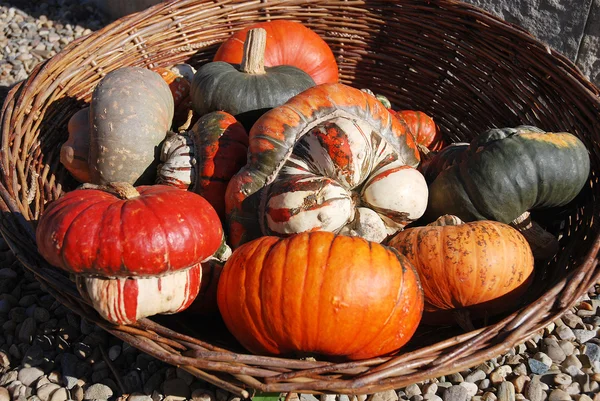 Citrouilles mélangées — Photo