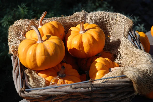 Citrouilles mélangées — Photo