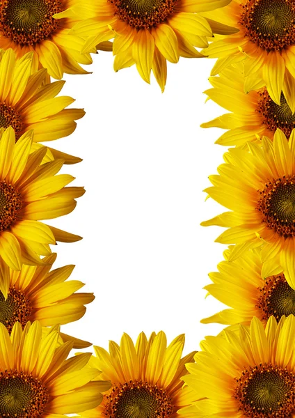 Yellow sunflowers — Stock Photo, Image