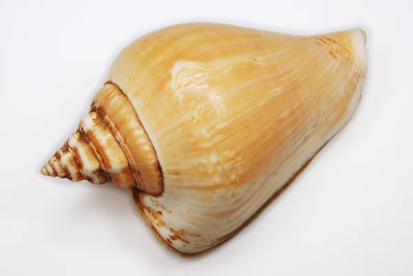 Naturliga seashell — Stockfoto