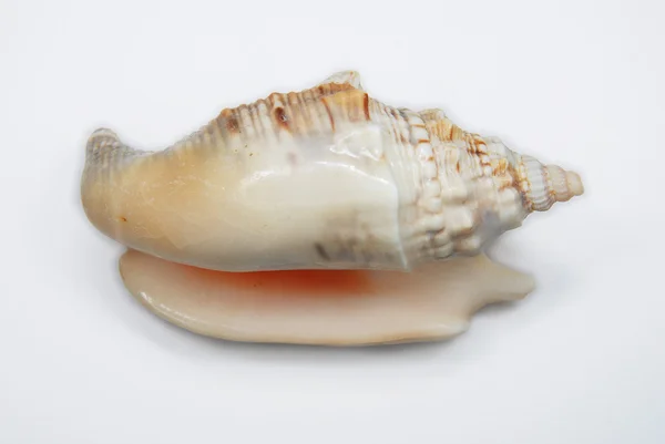 Naturliga seashell — Stockfoto