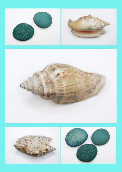 Mosaic shells — Stock Photo, Image