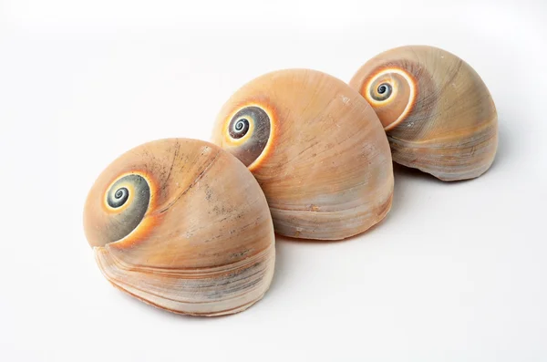 渦巻き状の貝殻 — ストック写真