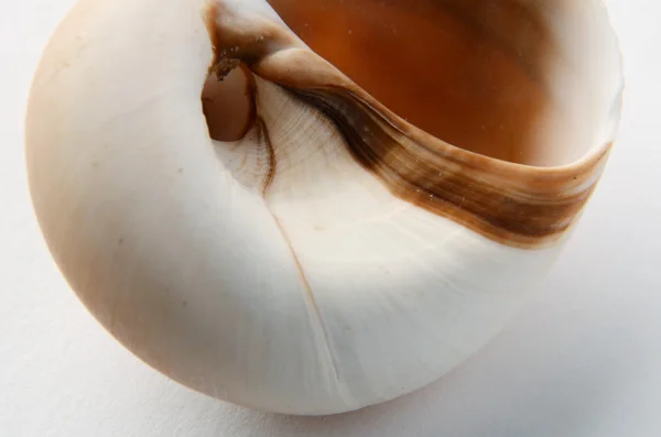 渦巻き状の貝殻 — ストック写真